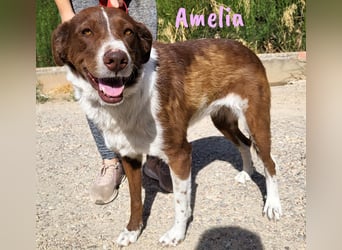 Amelia 08/2018 (ESP) - bezaubernde, ausgeglichene und soziale Hütehund-Mix Hündin!