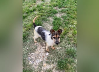 Zümi, geboren 10.12.2024, 29cm sucht seine Menschen