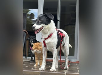 Die schüchterne Zseda sucht einfühlsame Menschen mit nette Hunden !