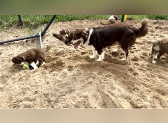 Australian Shepherd Welpen (Minimix/Reinrassig)+ Gesundheitszeugnis
