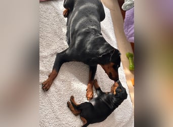 Deutsche Pinscher Welpen