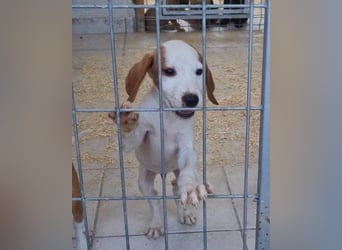 Bracken-Bub ♥Tilly♥ ein wahrer Sonnenschein sucht seine PS oder ES