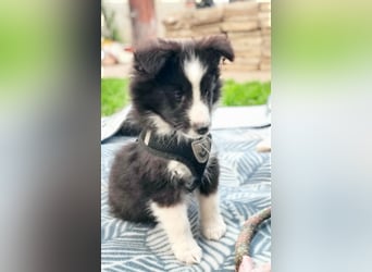 Sheltie 's wahre Seelenhunde