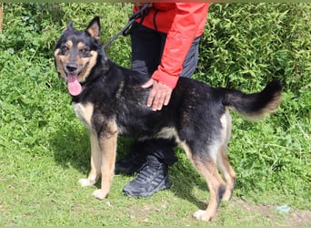 Nana, Mix Schäferhund / Collie, lieb und sozial