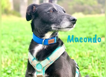 Macondo 04/2020 (in Deutschland) - treuer und liebevoller Labrador-Mix!