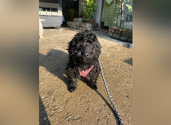Charlie - unser liebenswerter Wuschel