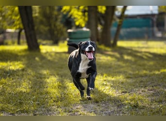 Gretchen: kennt nur das Tierheim