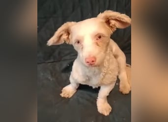 Hooney - freundliche, aktive, katzenverträgliche Malteser-Mix Hündin / Pflegestelle in Brakel