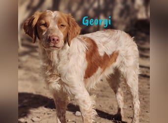 Georgi 05/2023 (ESP) - aufgeweckter und verschmuster Bretonischer Spaniel!