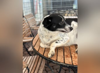 BECKY sucht ein liebevolles Zuhause