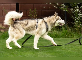 Wapaj - gut erzogener liebevoller Familienhund - Tierhilfe Franken e.V.