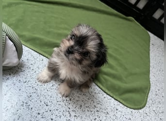 Maltipoo - Welpen - Rüden und Hündin