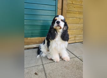 Luna, unsere Cockerhündin, 4 1/2 Jahre alt, sucht liebevolle Familie
