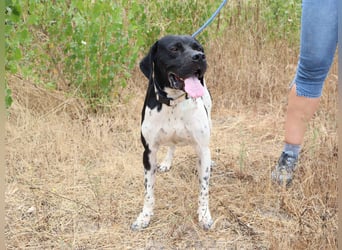 Douglas,  Pointer-Mix, lieb und sozial