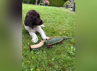 Kleine Münsterländer Welpen
