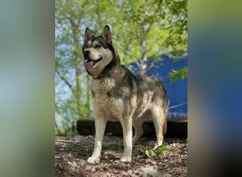 TESSA- sucht erfahrene Hundehalter