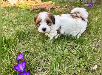 Hurra unserer Babys sind da! Havaneser Welpen suchen ein Zuhause
