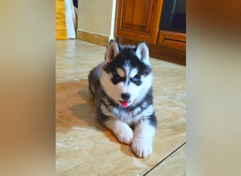 FCI Pedigree Blue Eyed Black & White Siberian Husky Champion Puppy