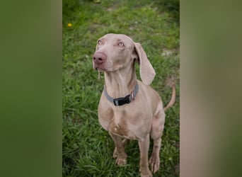 Weimaraner Hündin Melly