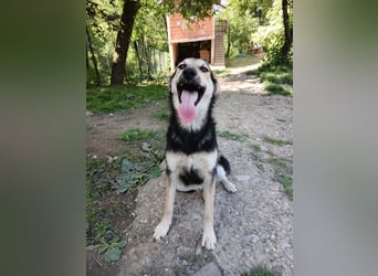 Schäferhund Mix Meggi
