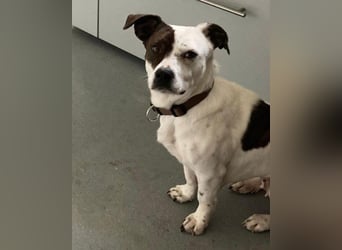 Klein ♥ Abbie ♥ Schmusemaus wartet bereits in 63820 Elsenfeld auf ihre(n) treuen Menschen