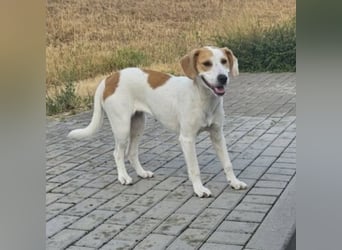 METTI VERSPIELTE HÜNDIN