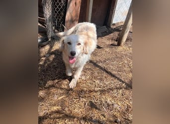 BUBBLES - Hunde-Teenagerin auf Familiensuche!