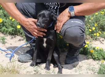 Kira, Mix Podengo / Labrador, lieb und verträglich