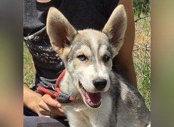 MONTY Husky Mix