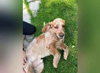 Toller Philipp sucht seine Familie!