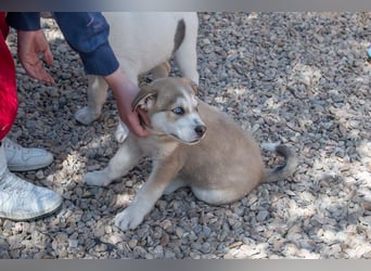 NALA-absolut liebevoll, eher ruhig, gesund und gestärkt wartet sie sehnsüchtig auf ihre Familie