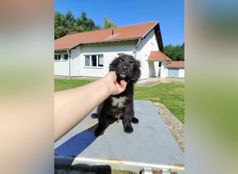 Welpe Joshi sucht ein Zuhause oder Pflegestelle, Hrvatski Ovcar, kroatischer Schäferhund