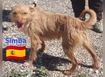 Simba,geb.08/23,süßer Strubbel sucht seine Familie