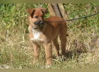 Rosi, ein verspieltes Hundekind auf der Suche nach einem Zuhause fürs Leben