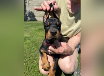 Dobermann Welpen Bohemia Gotika