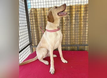 ❤️ wunderschöner Schmusebär PABLO - 2 Jahre, 50cm/20kg - Vizsla-Mix ❤️