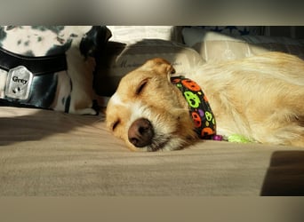 SANDY ❤️ ein liebevoller Gefährte, Pflegefamilie Elsdorf