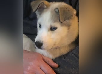 Akita-Husky Welpen