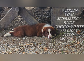 Border Collie-Welpen , black-,choco-,red-white und red-merle