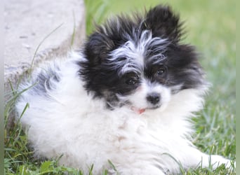 Zwergspitz-Yorkshire Terrier Mix Welpen zu verk.
