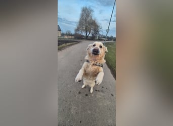 Golden Retriever Deckrüde