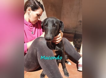 Macondo 04/2020 (in Deutschland) - treuer und liebevoller Labrador-Mix!