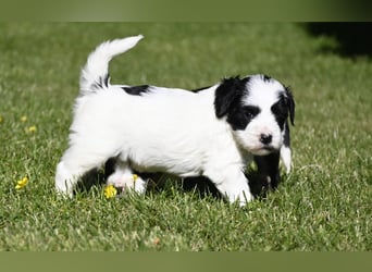 traumhaft hübscher Tibet Terrier Welpen aus erfahrender Zucht  sind geboren dürfen im Juni ausziehen