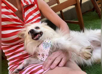 Flocky SR – Freundliche Prinzessin sucht ihr Schloss