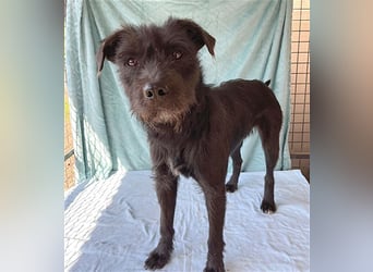 ❤️ RANDY mit den traurigen Augen - 1 Jahr, 45cm/15kg - Schnauzer-Mix