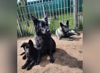 Altdeutsche Schäferhund Welpen