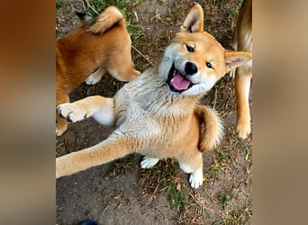 Shiba inu Welpen.   vom Haus Joe   ,Liebhaberzucht