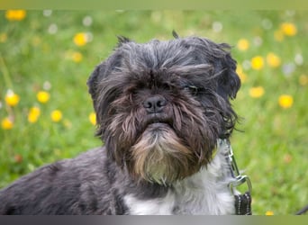 Sir Bobby - kinderlieber, gut erzogener Schatz - Tierhilfe Franken e.V.