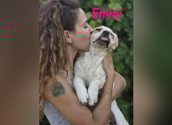 Emmi 01/2025 (ESP) - verschmustes und neugieriges, bezauberndes kleines Mädchen!