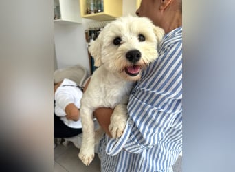 Balou - freundlicher, lieber, katzenverträglicher Bichon Frisé Mix Rüde / z.Zt. noch in Rumänien